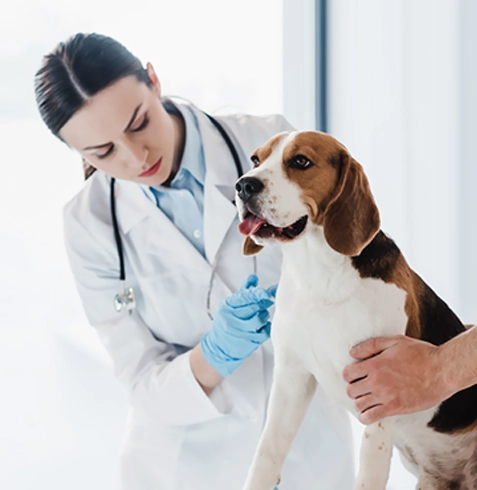 Hasanbeyli Veteriner